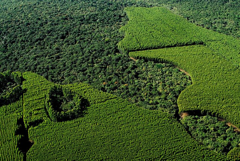 Suzano SA Unidade Florestal
