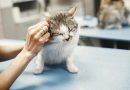 Vigilância veterinária: A crucialidade das visitas anuais para pets