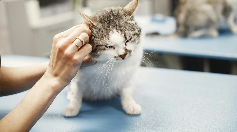 Vigilância veterinária: A crucialidade das visitas anuais para pets