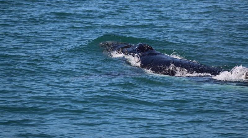 baleias jubartes