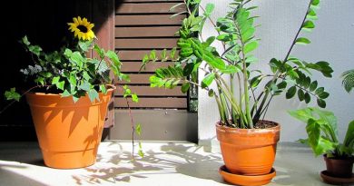 Plantas Compactas para Decoração de Mesas e Janelas