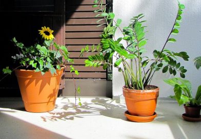 Plantas Compactas para Decoração de Mesas e Janelas