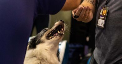 A revolução nos cuidados de cães e gatos, que ajuda a turbinar o PIB brasileiro, tem novo capítulo