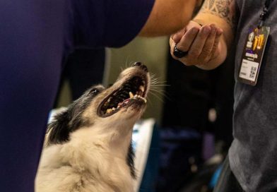 A revolução nos cuidados de cães e gatos, que ajuda a turbinar o PIB brasileiro, tem novo capítulo
