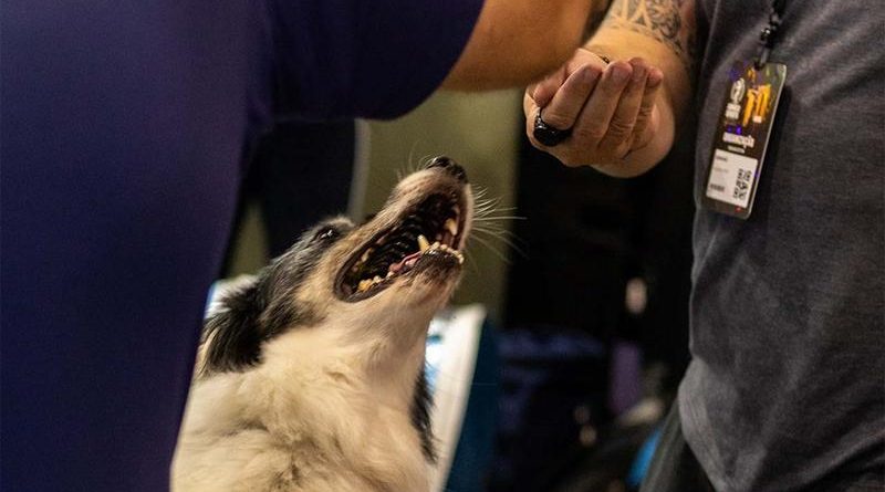 A revolução nos cuidados de cães e gatos, que ajuda a turbinar o PIB brasileiro, tem novo capítulo
