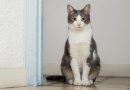 Por que meu gato espalha areia para fora da caixa? Entenda o comportamento