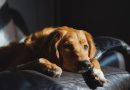 Como criar uma rotina saudável para o cachorro